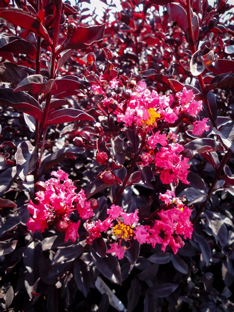 The Symbolism and Cultural Significance of Midnight Magic3 Crapemyrtle